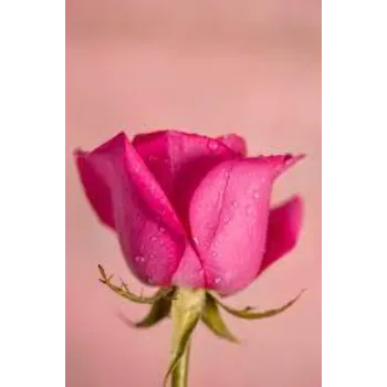 Fresh Pink Rose
